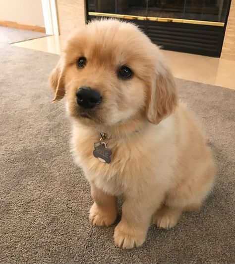 3,194 Likes, 72 Comments - Rollie the Golden (@rolliethegolden) on Instagram: “Lil fluff ball.  #tbt #babyrollie #throwbackthursday” Very Cute Puppies, Golden Retriever Mix, 강아지 그림, Puppy Breeds, Puppies Funny, Retriever Puppy, Dogs Golden Retriever, Cute Dogs And Puppies