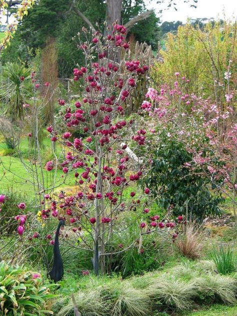 Magnolia ‘Genie’ - PlantHaven International Magnolia Denudata, Magnolia Soulangeana, Spanish Bluebells, Magnolia Tree, Cottage Farm, Specimen Trees, Magnolia Trees, How To Attract Birds, Traditional Garden