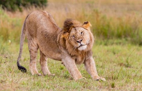 A young Lion stretches at Maasai Mara National Reserve, Kenya Lion Stretching, Lion Dragon, Maasai Mara, Masai Mara, Maasai, Big Cats, Wild Cats, Kenya, Animals Wild