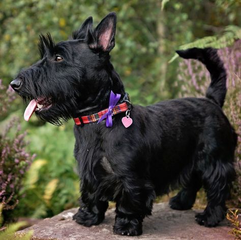 Scottish Terrier Puppy, Hypoallergenic Dog Breed, Hypoallergenic Dogs, Terrier Breeds, Purebred Dogs, Humphrey Bogart, Best Dog Breeds, Airedale Terrier, Cairn Terrier