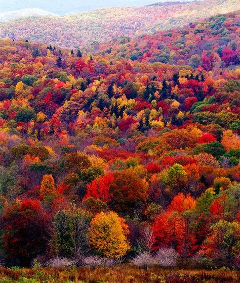 Images Victoriennes, Autumn Scenes, Colorful Trees, Autumn Scenery, Autumn Beauty, Fall Pictures, Beautiful Tree, Fall Foliage, 그림 그리기