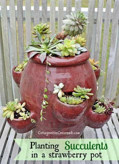 planting succulents in a strawberry pot Strawberry Pot, Strawberry Planter, Strawberry Pots, Strawberry Planters, Plant Pot Diy, Planting Pot, Deco Nature, Growing Succulents, Succulent Gardening