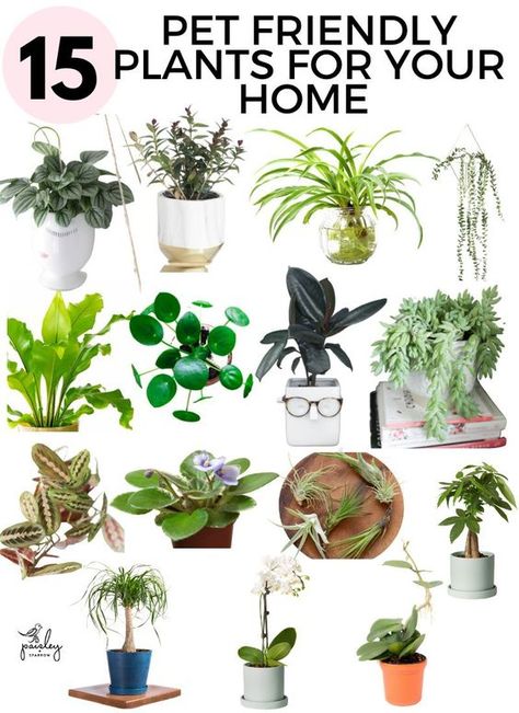 Here are 15 great pet friendly indoor house plants for your home! You will love putting these in your living room or bedroom and not worry about your dog or cat getting at them. Safe for pets! Cat Friendly House Plants Living Room, Plants That Are Safe For Dogs, Dog Friendly Indoor Plants, Dog Friendly House Plants, Cat Safe Plants Indoor, Cat Friendly House Plants, Pet Safe House Plants, Plants Safe For Pets, Pet Safe Plants