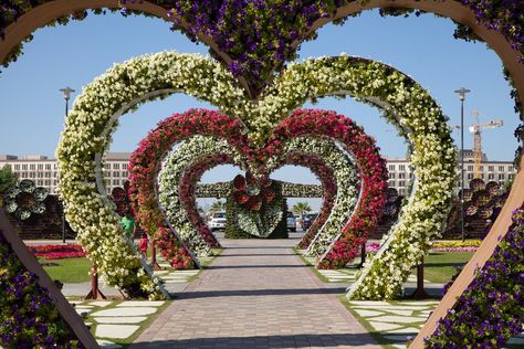 Miracle Garden @shutterstock Large Vertical Garden, Dubai Garden, Flower Carpet, Miracle Garden, Home Wedding Decorations, Big Garden, Palm Beach Gardens, Garden Features, Climbing Plants