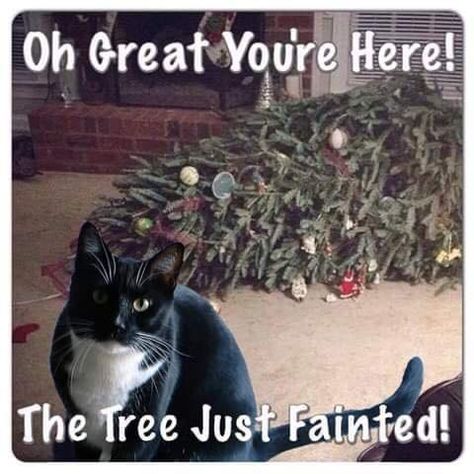 These Holiday Cat Memes Will Get You In The Christmas Spirit Christmas Cat Memes, Funny Animals With Captions, Cat Proofing, Cat Christmas Tree, Christmas Memes, Cat Quotes Funny, Funny Dog Memes, Cat Holidays, Christmas Funny