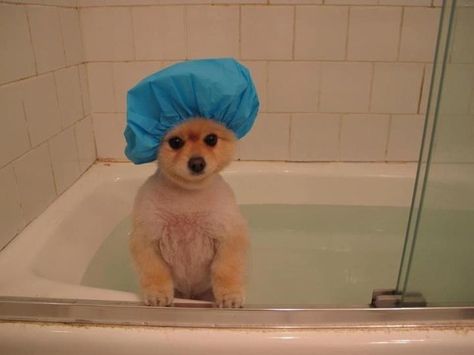 The shower is your place to analyze every conversation of the day and think of every possible thing you could've said. Animated Puppy, Baby Pomeranian, Getting A Puppy, Blue Merle, Cute Animal Pictures, Small Dog, Shiba Inu, Cute Funny Animals, Animals Friends