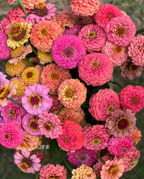 Bright, bold, colorful flowers… #zinniaelegans #zinnias #floretzinnias #zinniasoklahoma Realistic Wedding, September Wedding Flowers, Zinnia Garden, Zinnia Elegans, Rose Fushia, Garden Plan, Zinnia Flowers, Flower Sleeve, Seed Shop