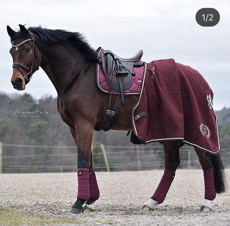 Horse Tack English Jumpers, Bay Horse Tack Colors, English Horse Tack, Horse Riding Outfit, Beautiful Horses Photography, Equestrian Aesthetic, English Horse, Horse Fashion, Bay Horse