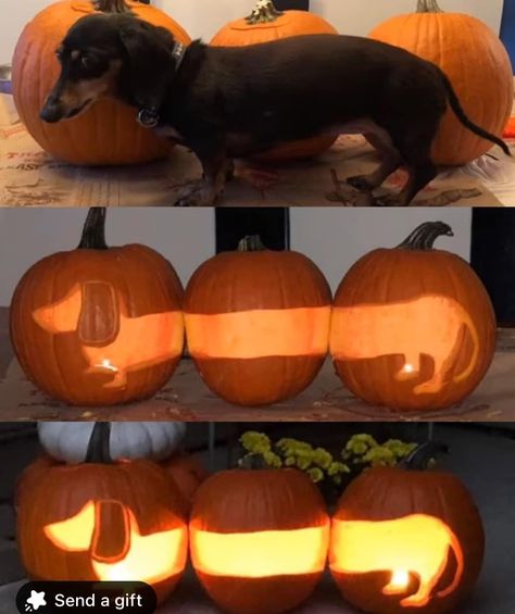 Wiener Dog Pumpkin Carving, Pumpkin Carving Ideas Dog, Dog Pumpkin Carving, Pumpkin Carving Idea, Dog Pumpkin, Pumpkin Carving Ideas, Halloween Memes, Halloween Pumpkins Carvings, Funny Dog Memes