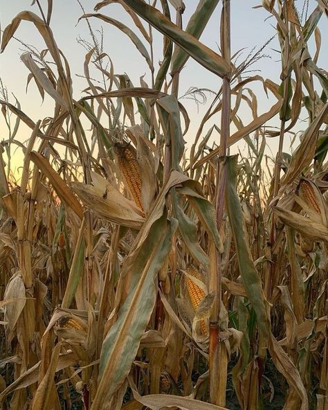 It’s corn maze season! Dreaming of the day we do a Cheerie Lane corn maze at the farm... Corn Fields Aesthetic, Corn Field Aesthetic, Wheat Field Aesthetic, Corn Aesthetic, Kristen Applebees, Oz Aesthetic, Prairie Aesthetic, Ukraine Aesthetic, Field Aesthetic