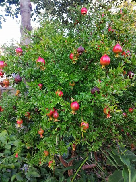 Tropical Fruit Trees Garden, Tropical Fruit Garden, Tropical Fruit Trees, Philippines House, Fruit Tree Garden, Philippine Houses, Trees Garden, Tropical Backyard, Fruit Garden