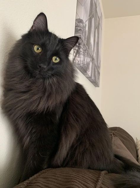 160 Best Names for Long-Haired Cats Black Long Haired Cat, Long Haired Black Cat, Black Cat Names, Long Haired Cat, Best Names, Meow Mix, Long Haired Cats, Funny Cats And Dogs, Kittens And Puppies