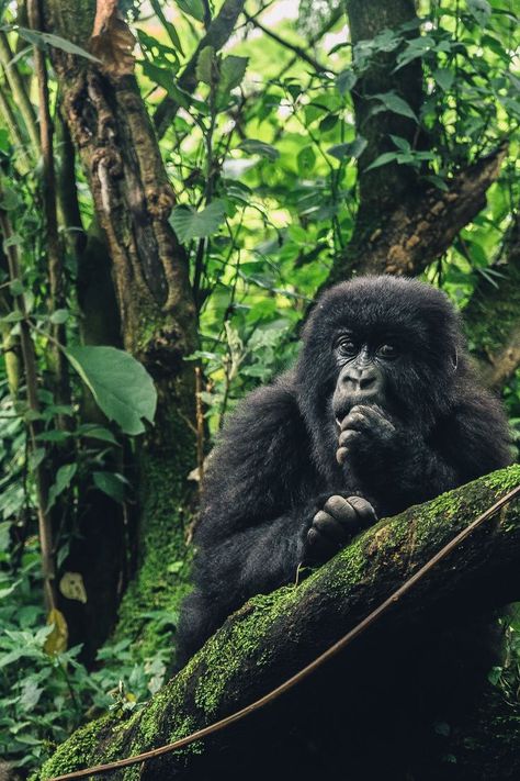 Rwanda Safari tours Rwanda Travel, Rwanda Africa, Uganda Travel, Africa Adventure, African Life, Gorilla Trekking, Travel Agencies, Best Trip, Mountain Gorilla