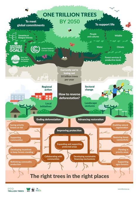 Trillion trees could impact climate change Info Poster, Infographic Inspiration, Sustainable Community, Forest Service, Sustainable Energy, Environmental Science, Sustainable Lifestyle, Earth Science, Data Visualization