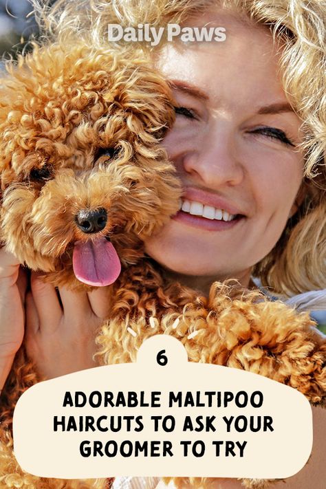 Maltipoo Accessories, Maltipoo Short Haircut Styles, Malti Poo Haircut Styles, Maltipoo Puppy Haircuts, Maltipoo Grooming Styles, Maltipoo Grooming, Maltipoo Teddy Bear Haircut, Multipoo Hairstyles, Dog Grooming Styles Maltipoo