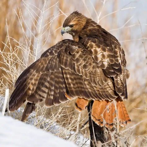 Colorado Animals, Hawk Feather, Feather Meaning, Hawk Pictures, Hawk Feathers, Herding Cats, Animal Spirit Guides, Red Tailed Hawk, Animal Symbolism