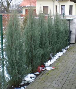 Skyrocket Juniper, Juniper Plant, Juniper Bush, Blue Arrow, Screen Plants, Juniper Tree, Columnar Trees, Backyard Dreams, Small Front Yard Landscaping