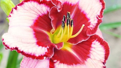 Reblooming Daylilies, Easy Perennials, Day Lilies, Border Plants, Hardy Perennials, Buy Plants, Pink Petals, Daylilies, Lily Flower