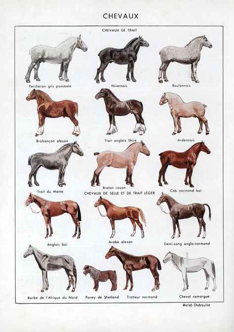 "the Dictionnaire Usuel’s colour plate of horse types is deeply appealing to even the equine ignoramus." Horse Types, Mules Animal, Horse Adventure, Pig Breeds, Horse Coat Colors, Horse Facts, Horse Info, Horse Anatomy, Horse Therapy