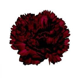 Burgundy carnation Flower Library, Maroon Flowers, Burgundy Wedding Flowers, Wedding Flower Guide, Red Carnation, Jewel Tone Wedding, Flower Guide, Diy Wedding Bouquet, Wedding Decor Inspiration