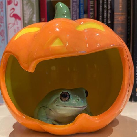 Frog Pumpkin, Whites Tree Frog, Pet Frogs, Frog Pictures, Frog Pins, Frog Art, A Frog, Frog And Toad, Tree Frogs