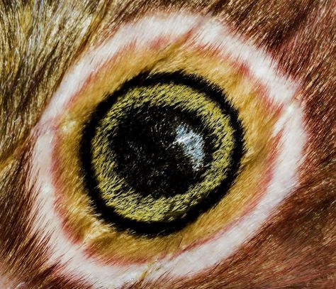 Speckled Emperor Moth eye Moth Eyes, Macro Butterfly, Emperor Moth, Projects School, Moth Wings, Eye Pattern, Butterfly Wing, Butterfly Wings, Moth