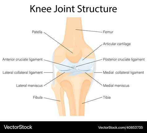 Tendons And Ligaments Anatomy, Knee Muscles Anatomy, Ligaments Of The Knee, Gcse Pe, Anatomy Lab, Human Knee, Knee Ligaments, Ligaments And Tendons, Cruciate Ligament