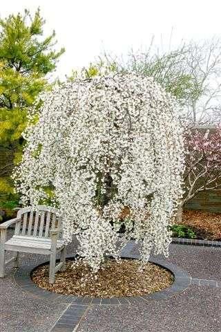 The Snow Fountain Weeping Cherry is spectacular white weeping cherry tree with a strong weeping habit that is quite narrow, good for small gardens and spaces. Weeping Cherry Tree, Weeping Cherry, Flowering Tree, Road House, Falling Snow, Front Landscaping, The Secret Garden, Ornamental Trees, White Gardens