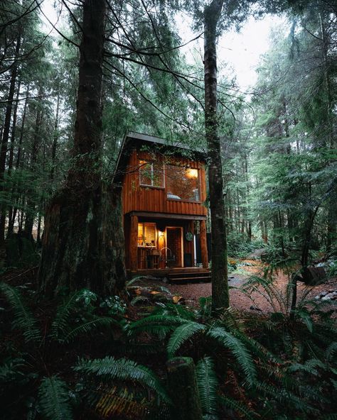 If you need us, we’ll be here 🌲😴 For more cozy PNW cabin inspiration, check out TheMandagies.com! We share the best PNW getaways, PNW airbnbs, and so many more remote cabins for rent! #pacificnorthwest #cabins 🏠: @ferngullycabins Port Renfrew, Pnw Aesthetic, Fern Gully, Pacific Northwest Travel, Forest Cabin, Temperate Rainforest, Landscape Mountains, Tall Trees, Cabin Style