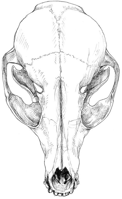 Fox Skull Drawing, Dark Fantasy Book, Fox Skull, Skeleton Anatomy, Body Modification, Skull Drawing, Drawing Stuff, Kindred Spirits, Human Skull