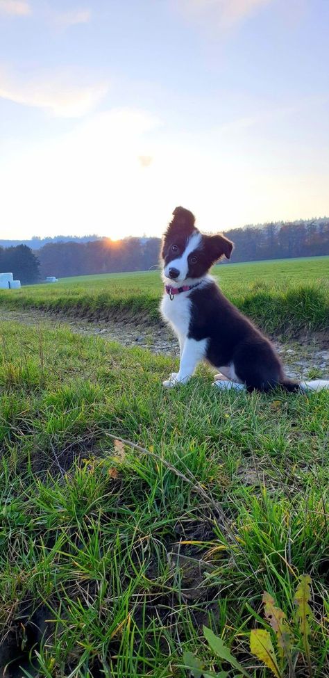 Puppies Border Collie, Border Collies Puppy, Baby Border Collie, Cute Border Collie Puppies, Border Collie Wallpaper, Border Collie Aesthetic, Black And White Puppies, Border Collie Black And White, Dogs Border Collie