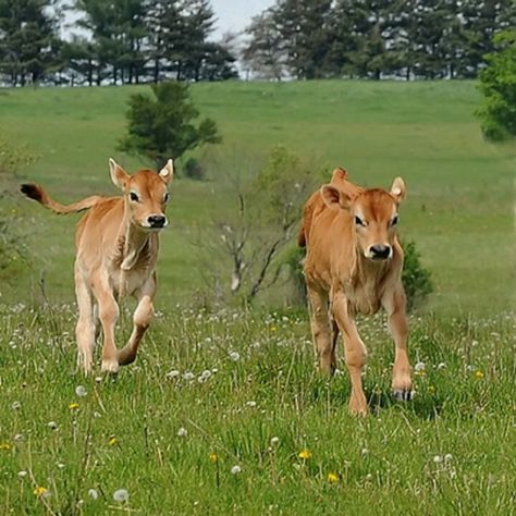 Happy lil cows Farm Quotes, Jersey Cow, Cow Calf, Farms Living, Down On The Farm, Baby Cows, Country Farm, Cute Cows, Country Life