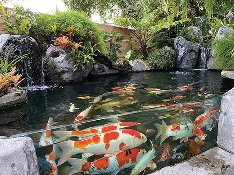 Koi Pond With Waterfall, Koi Fish Aquarium, Concrete Pond, Outdoor Fish Tank, Pond With Waterfall, Fish Ponds Backyard, Indoor Pond, Pond Construction, Kolam Koi