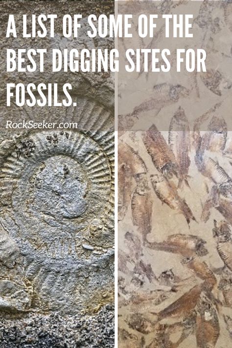 Diy Excavating Fossil, Wisconsin Fossils, Fossil Display Ideas, Florida Fossils, Fossil Display, Gem Hunting, Gem Hunt, Rock Collecting, Rock Tumbling