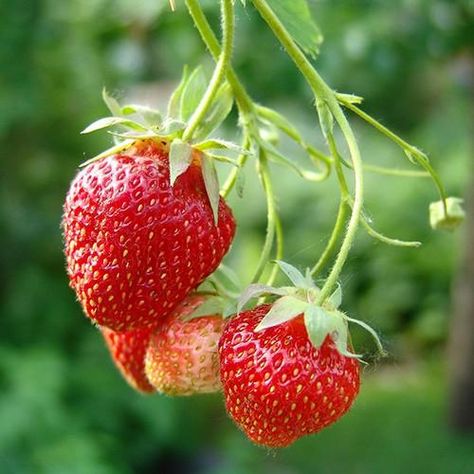 Strawberry Runners, Strawberries And Raspberries, Potted Fruit Trees, Types Of Berries, Fruits Photos, Stay Productive, Powdery Mildew, Strawberry Plants, Strawberry Fruit