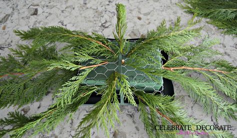 DIY Evergreen Christmas Centerpiece - Celebrate & Decorate Tree Arrangement, Holiday Mason Jar, Jul Diy, Evergreen Christmas, Easy Christmas Ornaments, Centerpiece Christmas, Inexpensive Crafts, Garden Centers, Jar Centerpieces