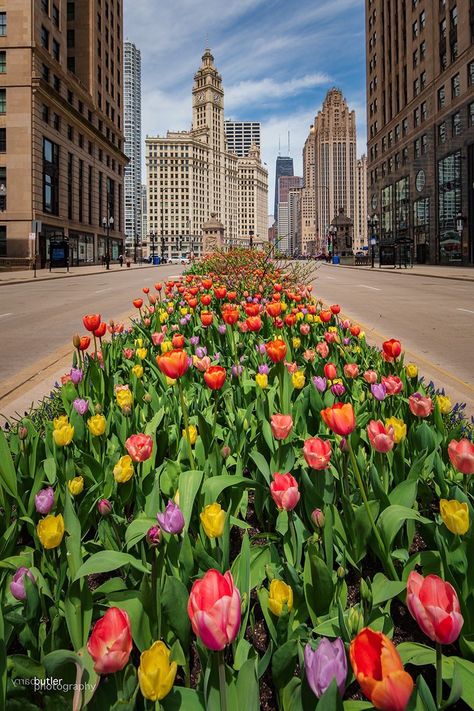 Chicago Fireworks, Michigan Avenue Chicago, Chicago Pride, Buckingham Fountain, Nights In White Satin, Color Explosion, Michigan Avenue, Navy Pier, Sunset City