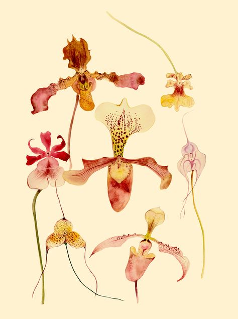 Decorative orchids at ArtfullyWalls, Watercolor exotic orchids. #watercolorart #watercolor #orchids #botanicalart #artfullywalls #gallerywall #gallerywalldecor #gallerywallinspo #artprints #stellarspaces #homeinspiration #rockininteriors #sorealhomes #styleithappy  #interiorlovers #interiorstyling #styleithappy #artfullywalls #gallerywall #gallerywalldecor #gallerywallinspo #artprints #affordableart #affordableartprints Vintage Floral Illustration, Orchid Drawing, Artfully Walls, Exotic Orchids, Botanical Drawings, Art Plastique, Botanical Illustration, Botanical Art, All Art