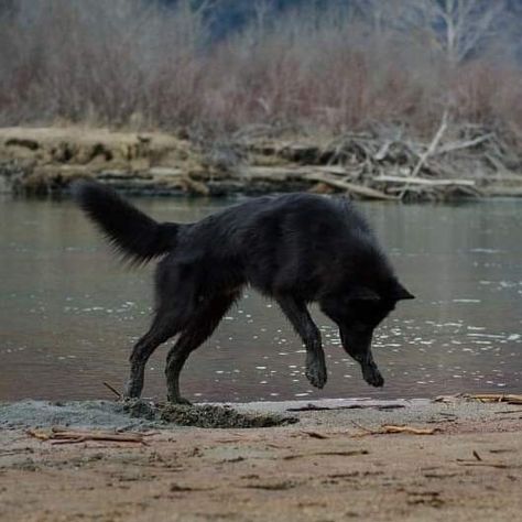 Dog Poetry, Werewolf Aesthetic, Wolf Photos, Wolf Pictures, Companion Dog, Remus Lupin, Pretty Animals, Bad Dog, Wolf Dog