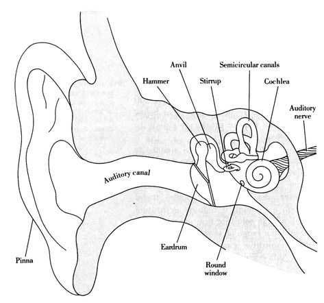 Structures of the Ear | in Chapter 04: Senses | from Psychology: An Introduction by Russ Dewey Structure Of Human Ear, Human Ear Diagram, Human Ear Anatomy, Ear Diagram, Ear Structure, Biology Diagrams, Ear Anatomy, Study Biology, Basic Anatomy And Physiology