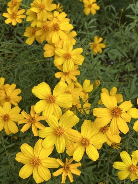 Mexican Marigold Mexican Marigolds, Mexican Marigold, Master Gardener, Clay Soil, Blooming Plants, Evergreen Shrubs, Drought Tolerant, Small Garden, Garden Beds