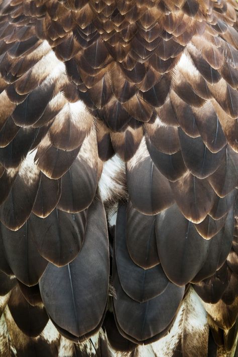 Owl Feathers Aesthetic, Bird Feathers Aesthetic, Brown Wings Aesthetic, Bird Close Up, Feathers Close Up, Feather Reference, Feather Aesthetic, Bald Eagle Feather, Feathers Photography