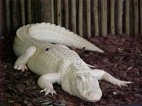 This alligator will be vacationing in Attleboro for four-months Rare Albino Animals, White Alligator, Albino Animals, Unusual Animals, Rare Animals, Crocodiles, Reptiles And Amphibians, Amazing Animals, Unique Animals