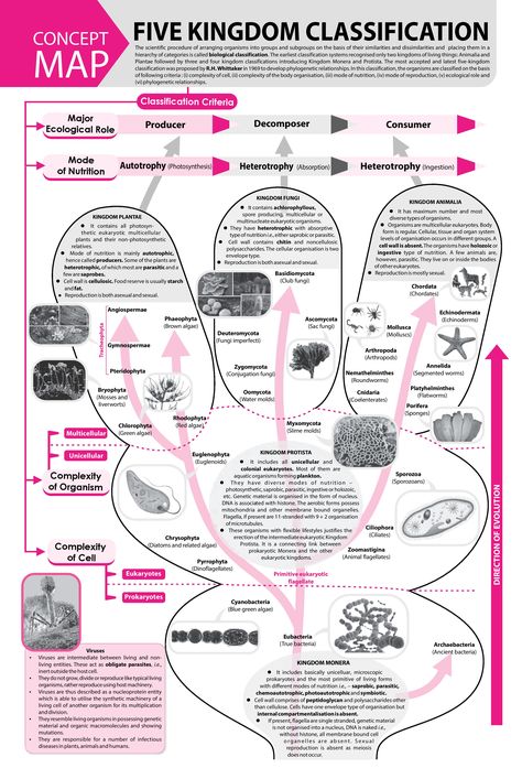 #Five #Kingdom #Classification - #Concept #Map - #MTG #Biology #Today #Magazine #JEEMain #JEEAdvanced #Class11 #ClassXI #Class12 #ClassXII Five Kingdom Classification, Kingdom Classification, Biological Classification, Science Flashcards, Microbiology Study, Campbell Biology, Biochemistry Notes, Bio Notes, Neet Notes