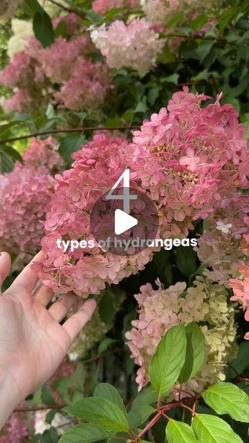 FastGrowingTrees on Instagram: "Hydrangeas make late summer so special. ☀️ Here’s how to identify the different types:

Mophead: Round flower heads with blue, pink, or purple blossoms

Lacecap: Tiny flower buds surrounded by blooms

Panicle: Cone-shaped flower heads

Smooth: Huge, round flower heads, usually white or green

Tap the link in our bio to get hydrangea shrubs and trees for your yard.
.
.
.
.
#hydrangeas #hydrangeaseason #hydrangealove #endlesssummerhydrangeas #vanillastrawberryhydrangea #paniclehydrangea #mopheadhydrangea #annabellehydrangea #flowergarden #gardenideas #gardening #plantidentification #landscaping #landscapingideas" Vanilla Strawberry Hydrangea, Hydrangea Season, Mophead Hydrangea, Annabelle Hydrangea, Types Of Hydrangeas, Hydrangea Shrub, Endless Summer Hydrangea, Panicle Hydrangea, Growing Hydrangeas