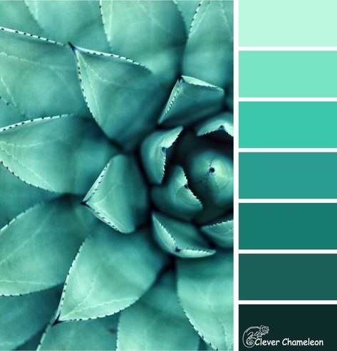 Succulent Blue-Green: Colour Inspiration Tuesday and Link Party November Colors, Blue Green Paints, Green Color Combinations, Color Schemes Colour Palettes, Green Color Schemes, Green Paint Colors, Green Colour Palette, Colour Inspiration, Green Paint