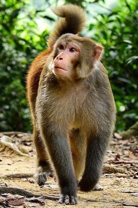 Macaques Monkey, Monkey Reference, Rhesus Monkey, Rhesus Macaque, Show Animals, Macaque Monkey, Types Of Monkeys, Elephant Shrew, Dog Portraits Art