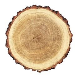 wooden stump isolated on the white background. round cut down tree with annual rings as a wood texture. Noah Arc, Healthy Food Logo, Shed With Porch, Table Top View, Mood Images, Wooden Gates, Timber Cladding, Wood Circles, Bedroom Bed Design