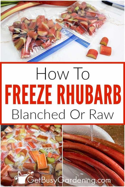 Freezing Rhubarb, Freeze Rhubarb, Fresh Rhubarb, Canning Fruit, Canned Fruit, Dessert Toppings, Favorite Dessert Recipes, Food Garden, Reduce Food Waste