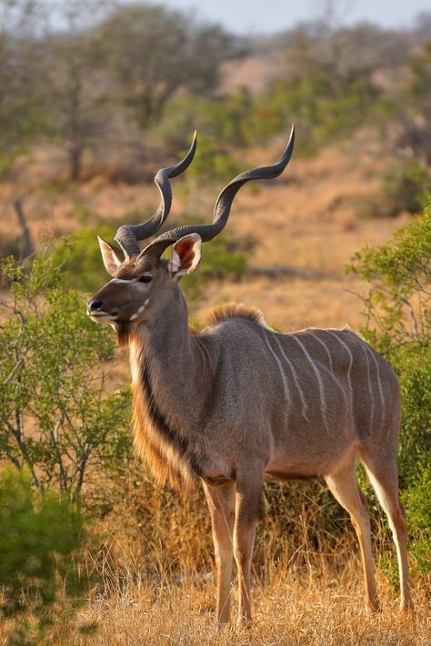 https://flic.kr/p/2hyQeYP | Kudu male displaying impressive horns | Wasn't ideal lighting, but couldn't resist a photo of this male kudu (Tragelaphus strepsiceros) displaying his impressive horns. Photo taken in Kruger National Park, South Africa. Kudu Wallpaper, Kudu Photography, Kudu Painting, South Africa Aesthetic, Kudu Antelope, Kudu Horns, South Africa Animals, Animal Africa, Horned Animals